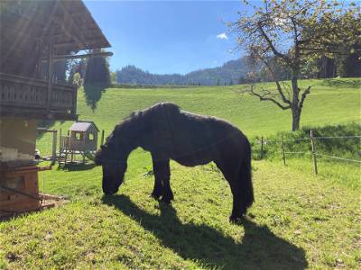 Bild 45 aus Glatz Hof