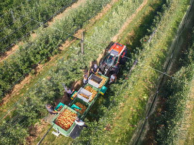 Bild 15 aus  Brandl Obstbauernhof 