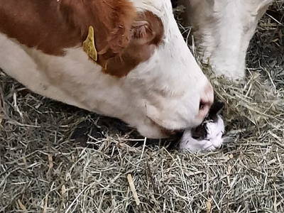 Bild 151 aus  Erbhof Hinting + Appartementhaus Hinting