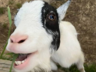 Bild 54 aus  Gschmairer Sonnenhäuschen