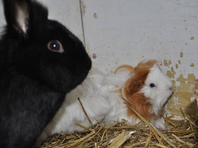 Bild 22 aus  Mühlehof Ennemoser