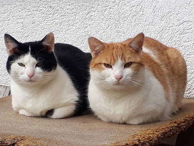 Bild 37 aus  Marchlhof