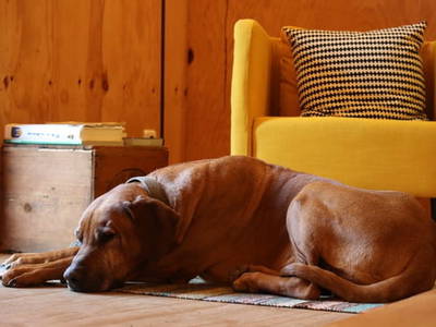 Bild 42 aus  Künstlerzimmer