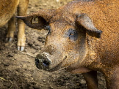 Bild 53 aus  Schwaigerlehen - Berngarten