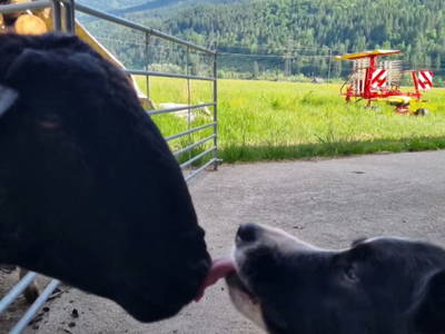 Bild 9 aus  S'Landhäuschen