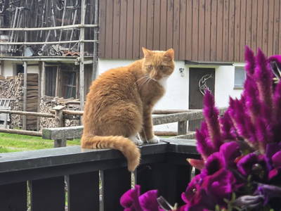 Bild 34 aus  Pochergütl