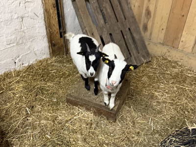 Bild 15 aus  S'Landhäuschen