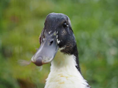 Bild 94 aus  Ferienbauernhof Dür