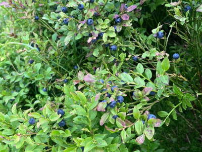 Bild 22 aus  Bio-Bergbauernhof Möslhof