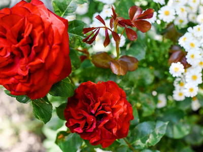 Bild 66 aus  Gullyhof