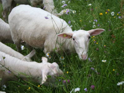 Bild 8 aus  Ferienwohnung Steinacher