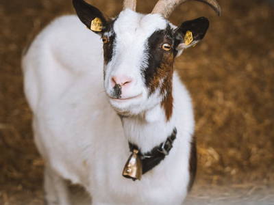 Bild 25 aus  Auerhias Bauer am Wolfgangsee