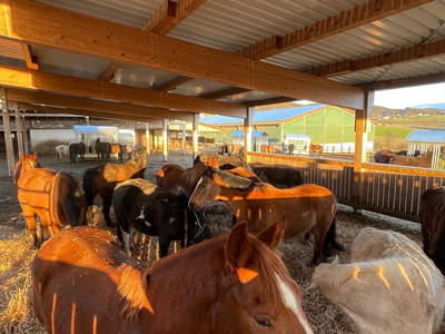 Bild 42 aus  Reitschule Fuchsenhof FN