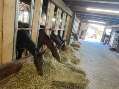 Bild 21 aus  Kleyhauers Ferienbauernhof