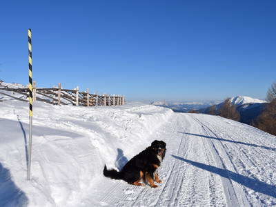 Bild 19 aus  Marschalkhof    Urlaub auf dem Bauernhof