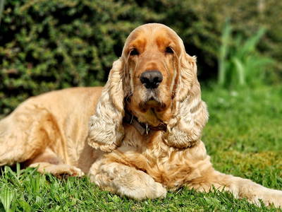 Bild 20 aus  Ferienhaus Schilz