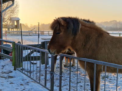 Pony im Schnee
