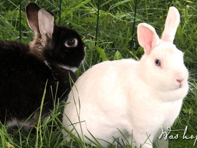 Bild 19 aus  Doasahof