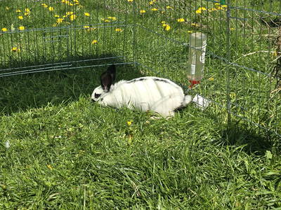 Bild 32 aus  Willkommen bei Familie Gutmann  auf dem Itzenwaldhof