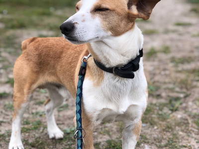 Bild 59 aus  Ferienhof Rauert