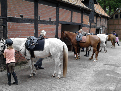 Bild 10 aus  Reitsport Wikner