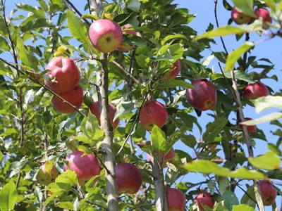 Bild 13 aus  Hof Sassen