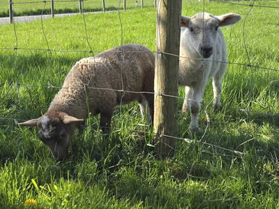 Bild 20 aus  Heverhus