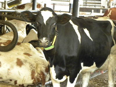 Bild 24 aus  Ferienhof Pulte