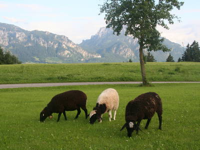 Bild 11 aus  "Salenberghof"