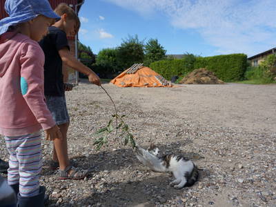 Bild 40 aus  Ostseeferienhof  Stoldt