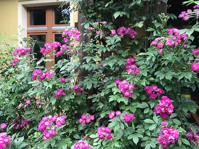 Bild 5 aus  Hollerhof-Oderbruch