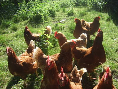 Bild 30 aus  Urlaub bei Familie Schmidt in Wippendorf