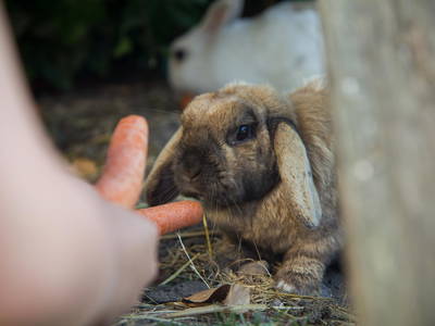 Bild 13 aus  Ostseebauernhof