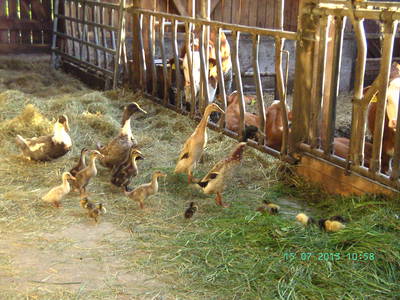 Bild 15 aus  Vogtlandhof Hohe Reuth