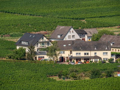 Bild 25 aus  Weingut Winnebeck inmitten der Weinberge