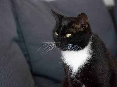 Bild 33 aus  Bauer Korl's Golchener Hof