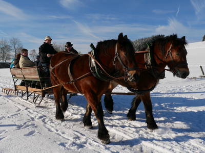 Bild 30 aus  Schellen Hof