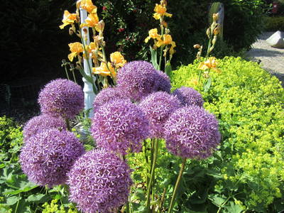 Unser Bauerngarten als Blütenvielfalt