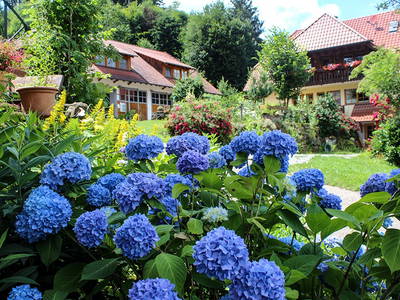 Hortensienblüte mit Ferienwohnungen