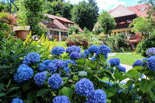 Haghof Seelbach - Hortensienblüte mit Ferienwohnungen