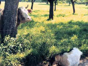 Bild 4 aus  Vorderlipp