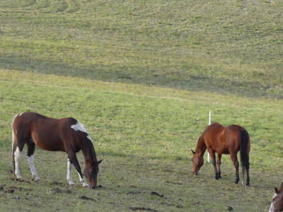 Pferdehof Elmenthal ganz in der Nähe der Hohe Klinge