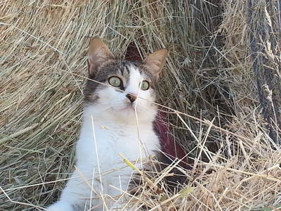 Bild 74 aus  Casa Bivignano