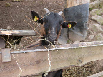 Bild 31 aus  Familienbauernhof Faß