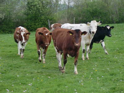 Bild 15 aus  Hubertushof, der Bilderbuchbauernhof