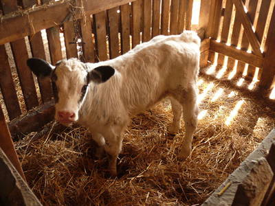 Bild 5 aus  Hochenhof