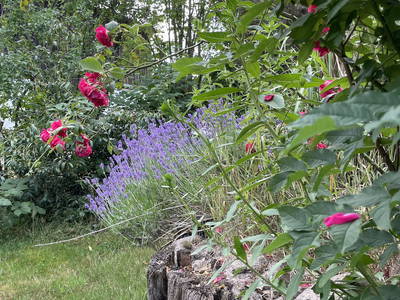 Bild 14 aus  Ferienhof Rauchhaus