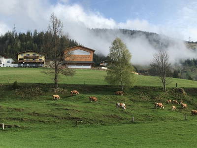Bild 6 aus  Familienparadies Oberhasenberghof