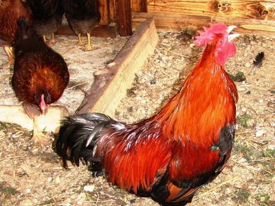 Friedolin und seine Damen