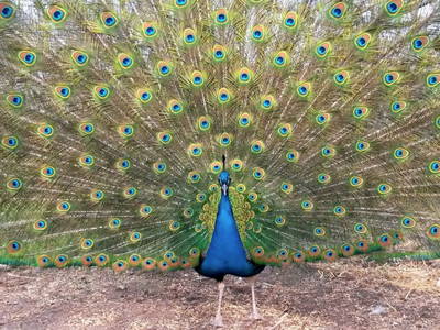 Cesär zeigt seine Pracht